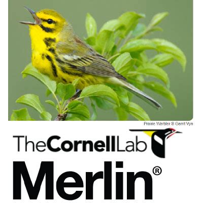 這是鳥嗎|Merlin 鳥種識別 by Cornell Lab